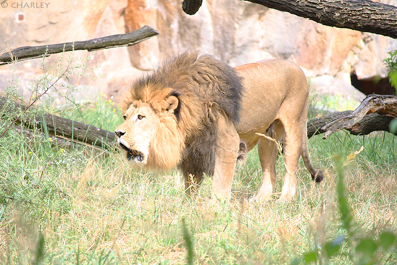 lowew-zoo-berlin (4).jpg